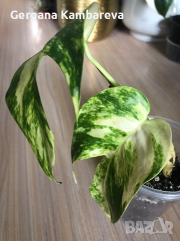 Epipremnum pinnatum Yellow Flame , снимка 2 - Стайни растения - 52019320