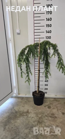 Японска лиственица/Larix kaempferi "Pendula", снимка 2 - Градински цветя и растения - 51047120