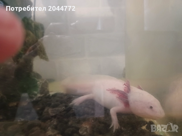 Подарявам акселотъл