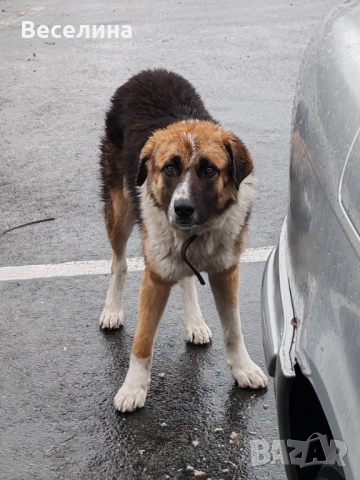 Моля за къщичка