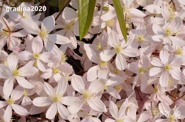 Клематис - Вечнозелен Цвят - Бял И розов, снимка 3 - Разсади - 53496697