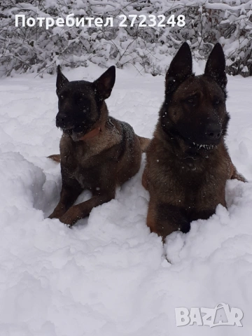 Кученце белгийска овчарка , снимка 7 - Белгийска овчарка - 53245493