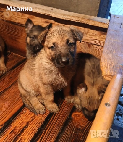 Немски овчарки мъжки и женски, снимка 2 - Немска овчарка - 52669737