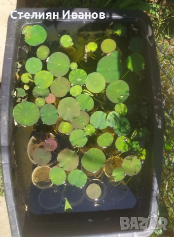 Индийски лотос, свещен лотос (Nelumbo nucifera), снимка 7 - Градински цветя и растения - 51636216