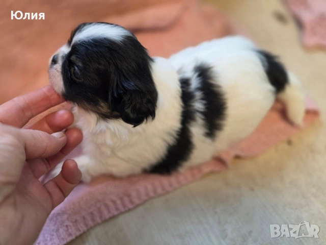 Японски хинчета, снимка 12 - Други - 52506287