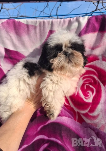 малки бебета Ши тцу , снимка 1