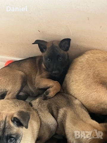 Белгийска овчарка-Малиноа , снимка 14 - Белгийска овчарка - 52623774