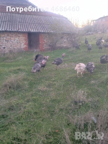 Продавам домашни пуйки