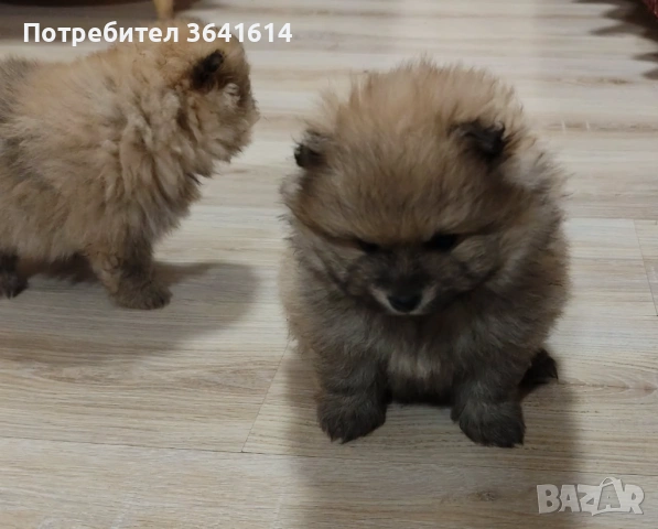 Продавам померан, снимка 5 - Померан - 53250988