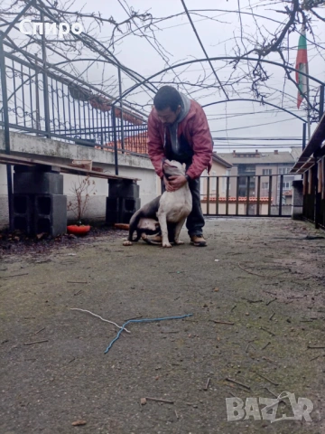 Питбул син нос , снимка 11 - Питбул - 53295871