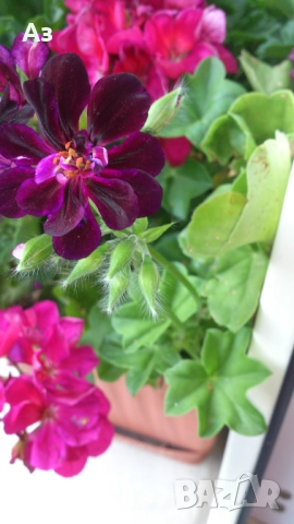 Продавам разсад - висящи мушката; микс цветове, снимка 11 - Стайни растения - 52958131