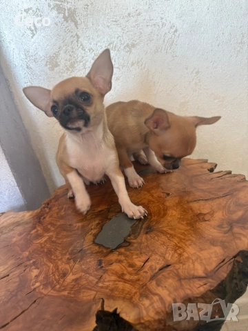 Чихуахуа, снимка 3 - Чихуахуа - 52227758