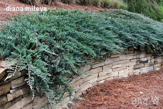 Хвойна Уилтони, Juniperus horizontalis wiltonii, снимка 2 - Градински цветя и растения - 43806527