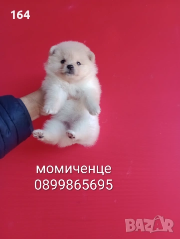 Мъжки и женски Померани. Реални снимки от 12.01.26 г. Померанчета., снимка 9 - Померан - 52926923