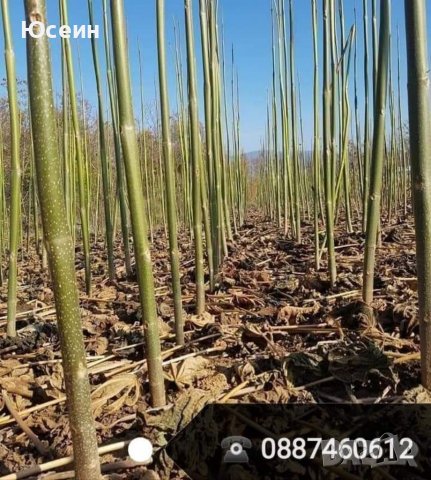 Резници от пауловния , снимка 9 - Градински цветя и растения - 39511855