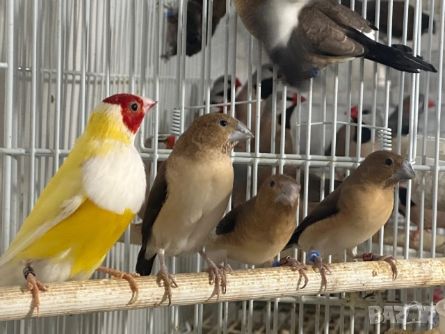 Продавам Среброклюна амадина , снимка 2 - Амадини - 51716772