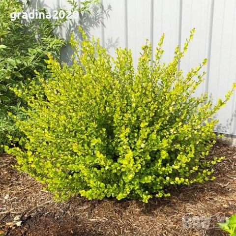 Жълта бреза джудже – Betula Golden Nana