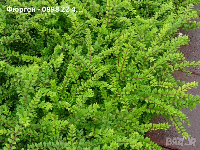 Лоницера “Нитида” / Lonicera “Nitida”6, снимка 2 - Разсади - 48300450