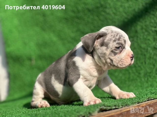 Американско були покет мерле, снимка 10 - Други - 52792170