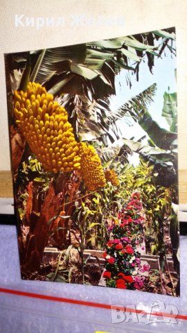 ЛОТ 4 РЕДКИ СТАРИ ПОЩЕНСКИ КАРТИЧКИ ТЕМА ДИВА ПРИРОДА ФЛОРА ПАМЕТНИК СССР 33417, снимка 5 - Филателия - 38790415