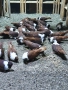 Чирпански гълъби , снимка 2