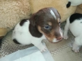 продаваме кученце джак ръсел 0709251739, снимка 3