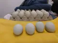 Оплодени яйца от Араукана, снимка 6