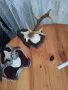 трофеи от сръндак, снимка 4