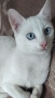 бяло мъжко коте, сини очи, 5 мес., снимка 4