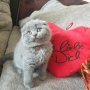 Шотландски клепоухи котета на 2 месеца, снимка 16
