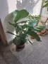 фикус Лирата, снимка 1