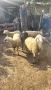 Продават се овце и шилета., снимка 12