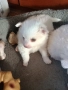 продавам малки померани, снимка 2