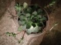 Сукуленти , снимка 1 - Градински цветя и растения - 33149721