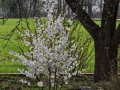 Японска Вишна-(Prunus Alba Plena), снимка 3