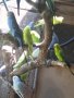 Вълнисти папагали, снимка 1