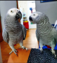 Два говорещи африкански сиви папагала, налични само за любящи домове!, снимка 1 - Папагали - 44908285