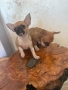 Чихуахуа, снимка 3