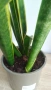 Сансевиера / Sansevieria trifasciata  , снимка 5