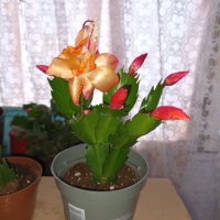 Коледниче ЖЪЛТО,оранжево,бяло,розово,цикламено,червено, снимка 4 - Стайни растения - 31354031