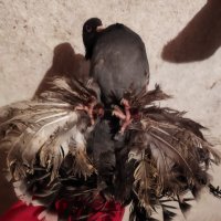 Магнитогорски руски гълъби , снимка 14 - Гълъби - 43151117