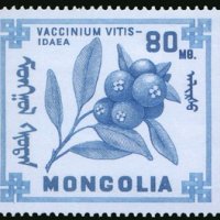 Диви горски плодове на Монголия-8 марки, 1968 г., Монголия, снимка 7 - Филателия - 27971987
