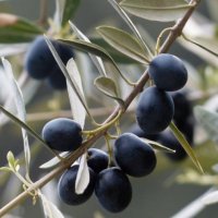 Студоустойчиви маслини Мегарон, снимка 3 - Градински цветя и растения - 42298151