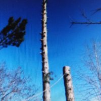 Рязане и кастрене на високи и опасни дървета-абонаментна поддръжкаа 