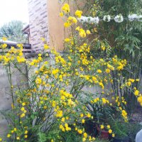 Декоративен храст жълта Керия японика, снимка 3 - Градински цветя и растения - 32839999