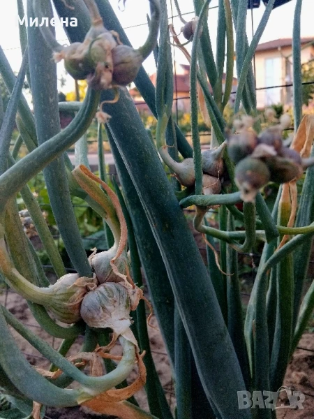 Вечен лук, многоетажен лук, въздушен лук, живораждащ лук , снимка 1