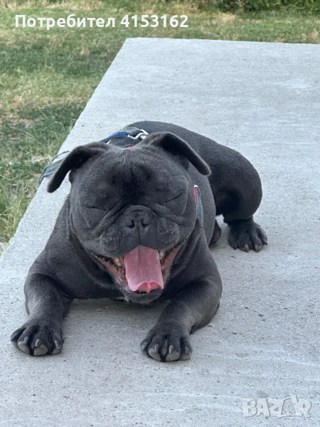 Син Френски Булдог, снимка 1