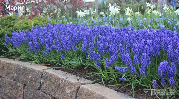 Мускари / Кукувиче грозде, снимка 1