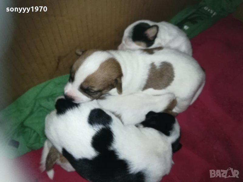 ПРОДАВАМ jack russell terrier 2305210838, снимка 1