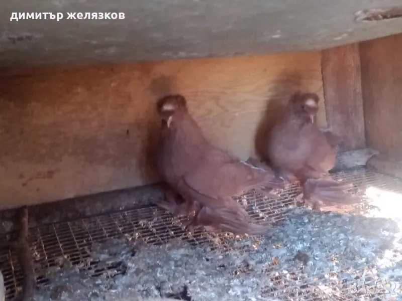 Гълъби демкежи, снимка 1